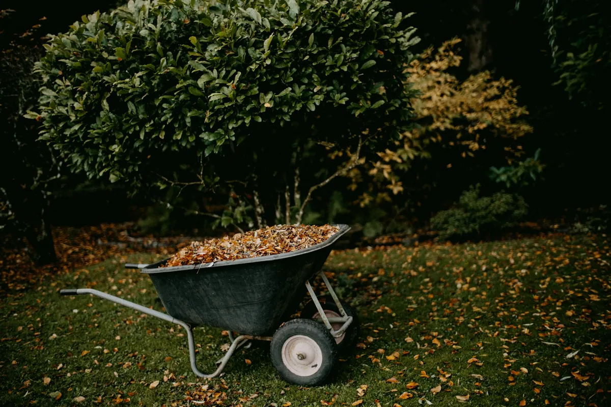 A wheelbarrow heaped with fallen leaves on a backyard lawn in fall