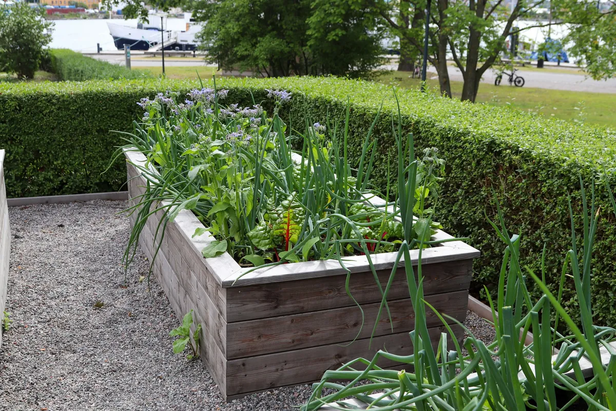 A tall wooden raised bed on a gravel path, planted with onions, chard and flowering herbs, with a hedge behind