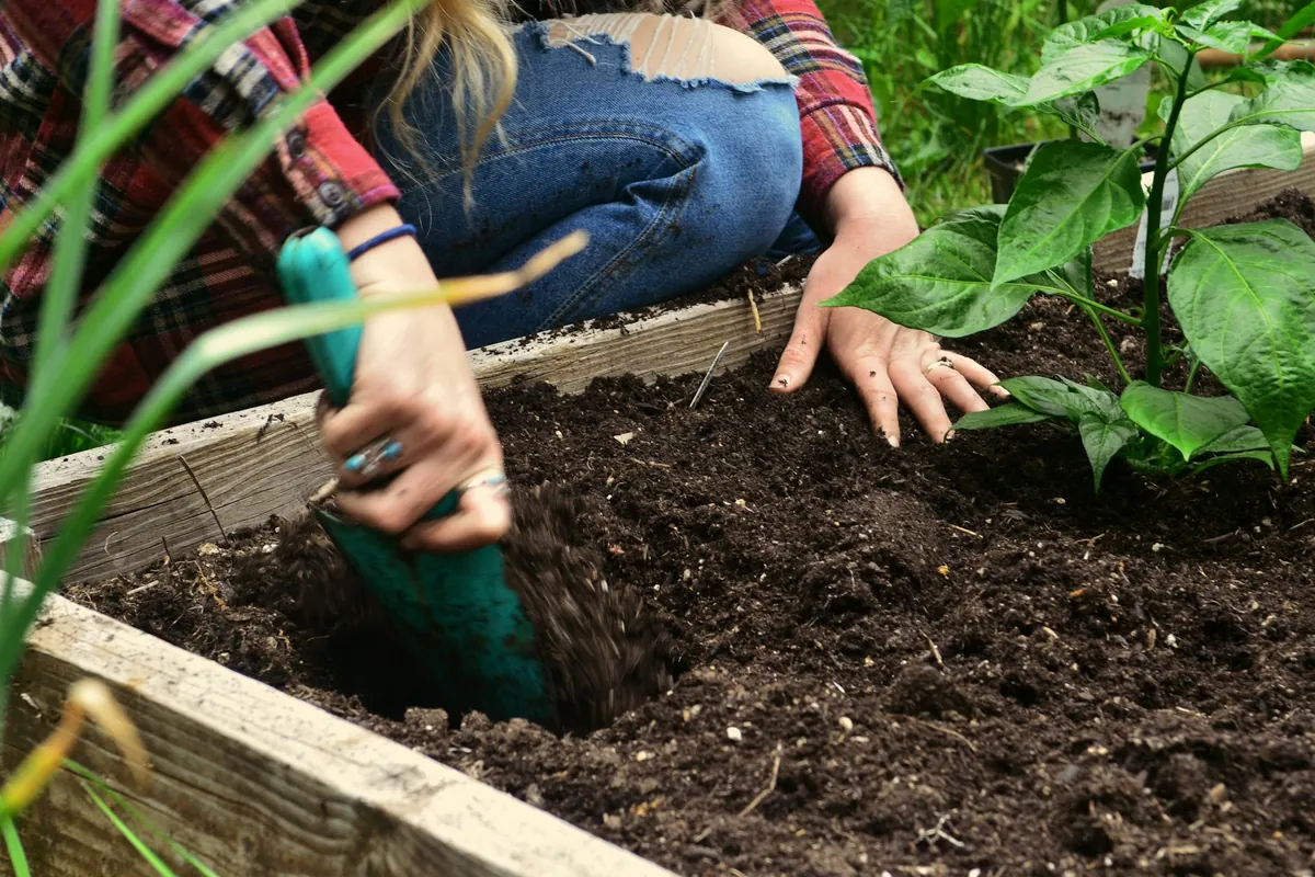 Hands digging with a trowel in the dark top layer of a wooden raised bed beside a young pepper plant