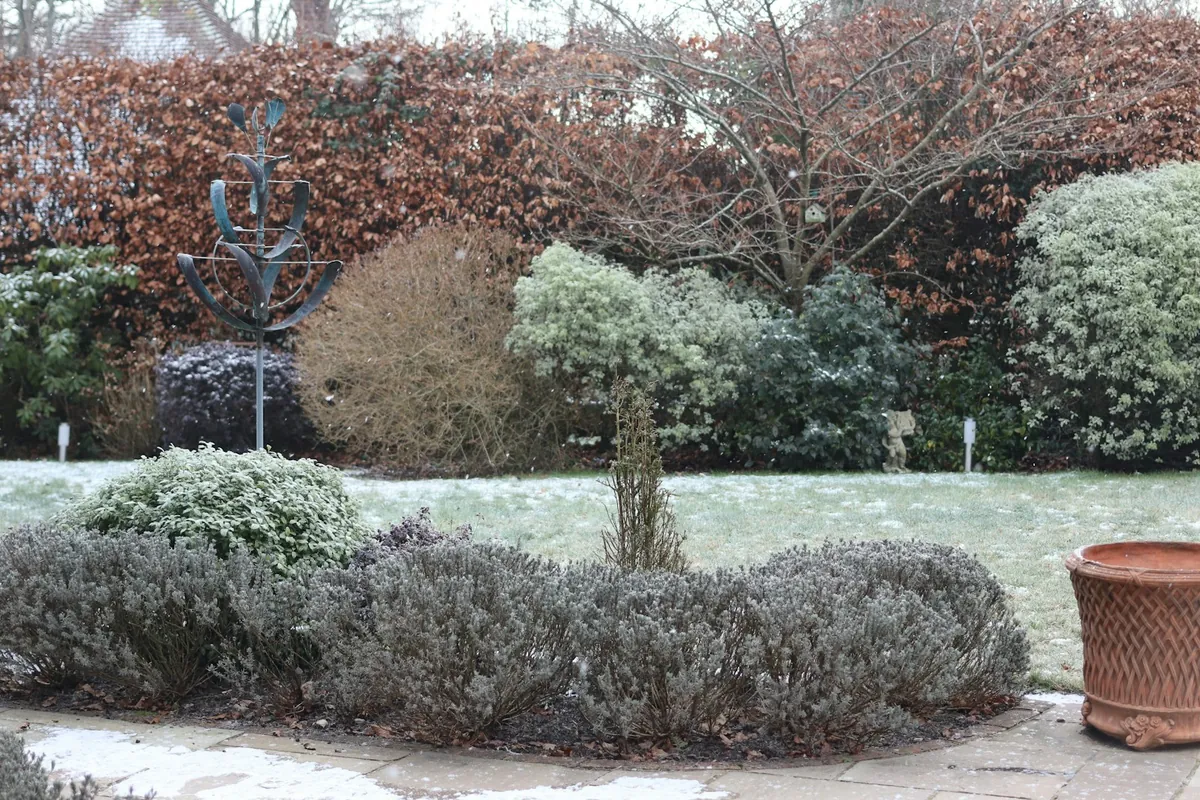 Frost on a back lawn and low shrubs, closed in by a tall hedge