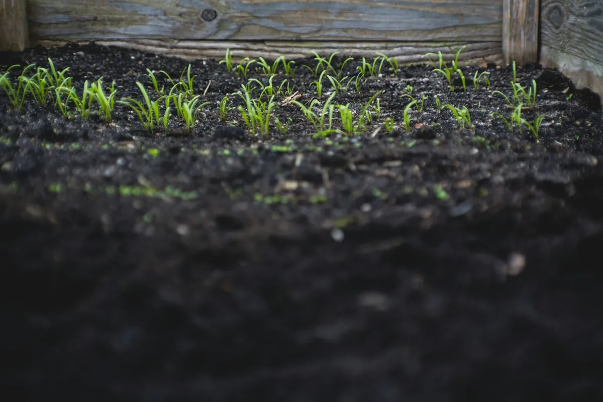 Rows of small seedlings coming up in dark soil inside a wooden raised bed