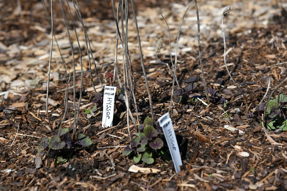 Two white plant tags marked hyssop pushed into a mulched bed beside newly planted perennials