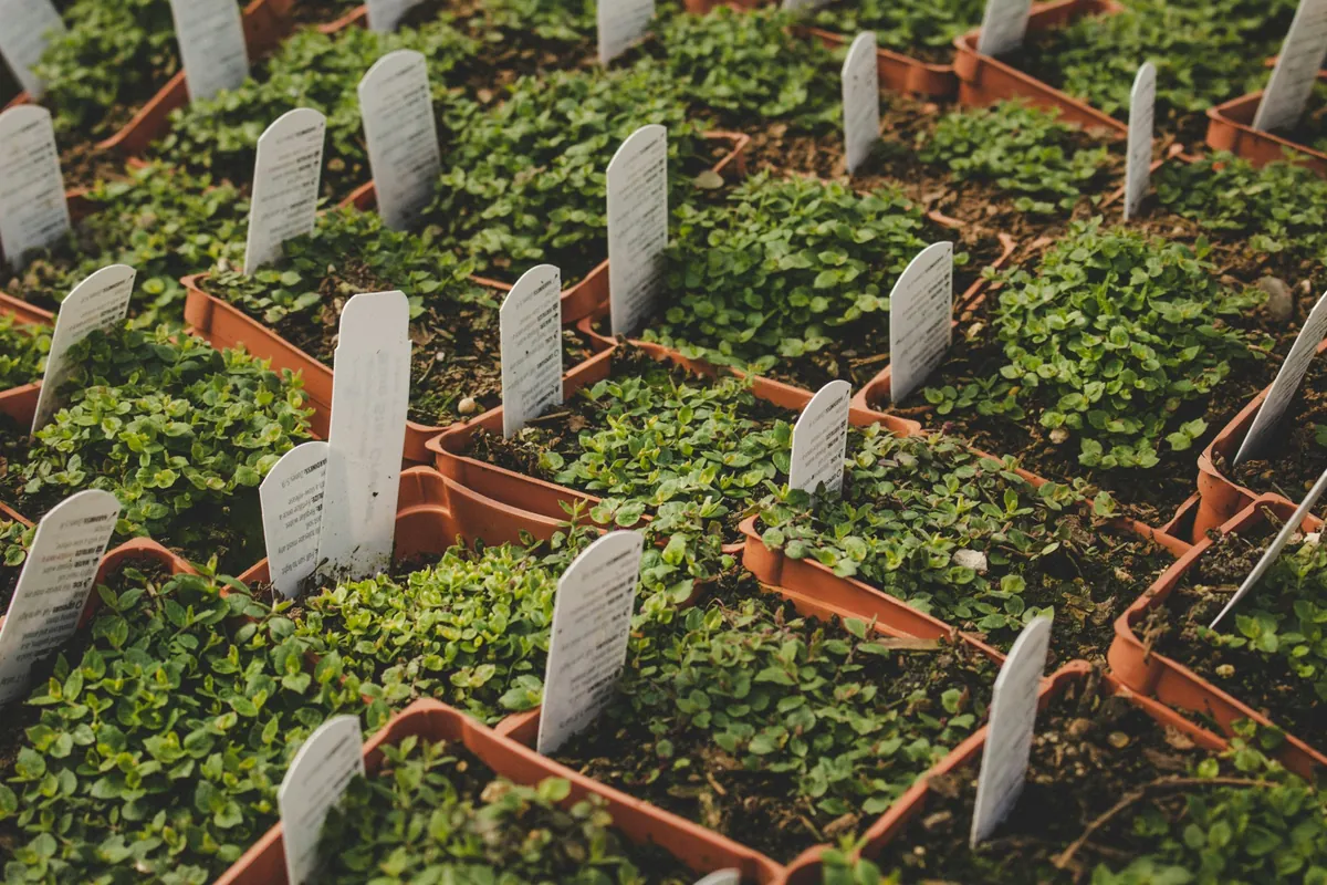 Rows of small potted starts in clay-colored trays, each with a white plant tag