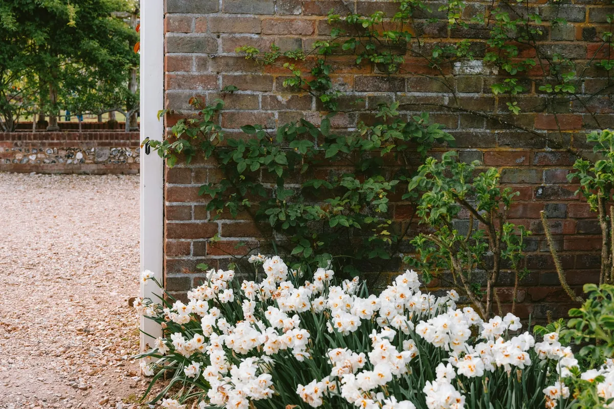 White daffodils blooming at the foot of a sunny brick wall with a climbing shrub trained on it