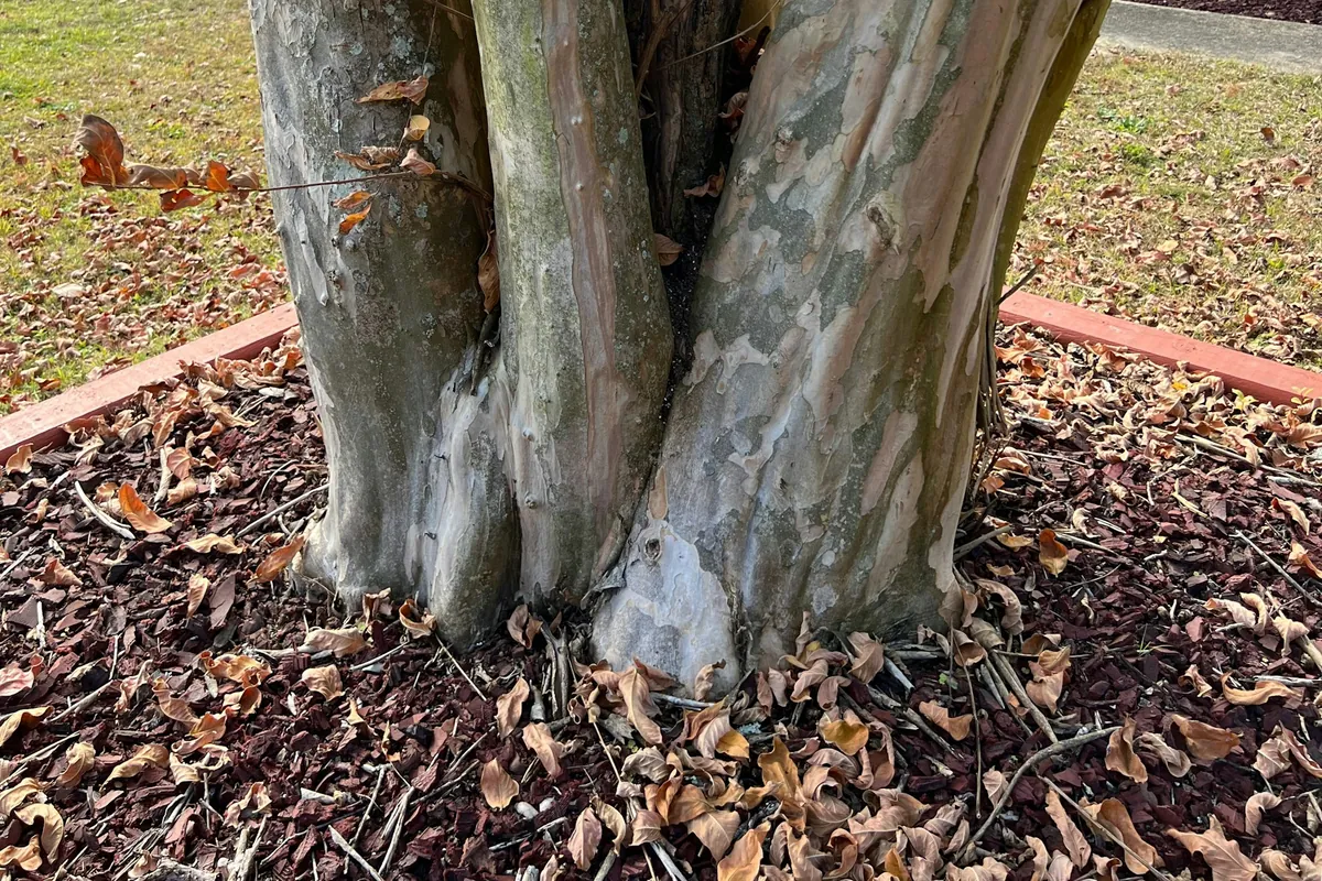 The base of a multi-trunk crape myrtle in a front yard, with bark mulch inside a brick-red edge