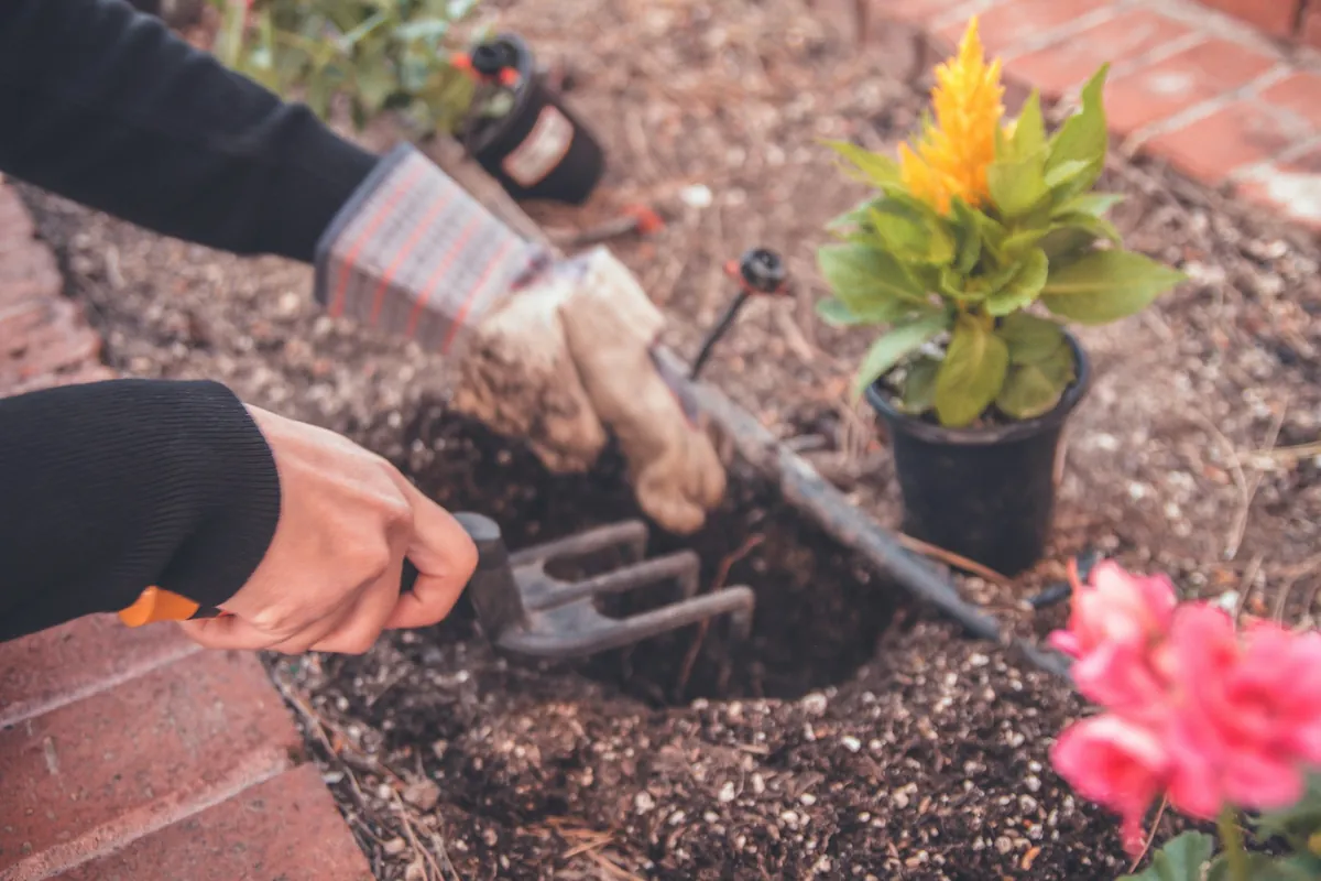 Gloved hands digging a hole by a brick edge to plant a potted yellow flower