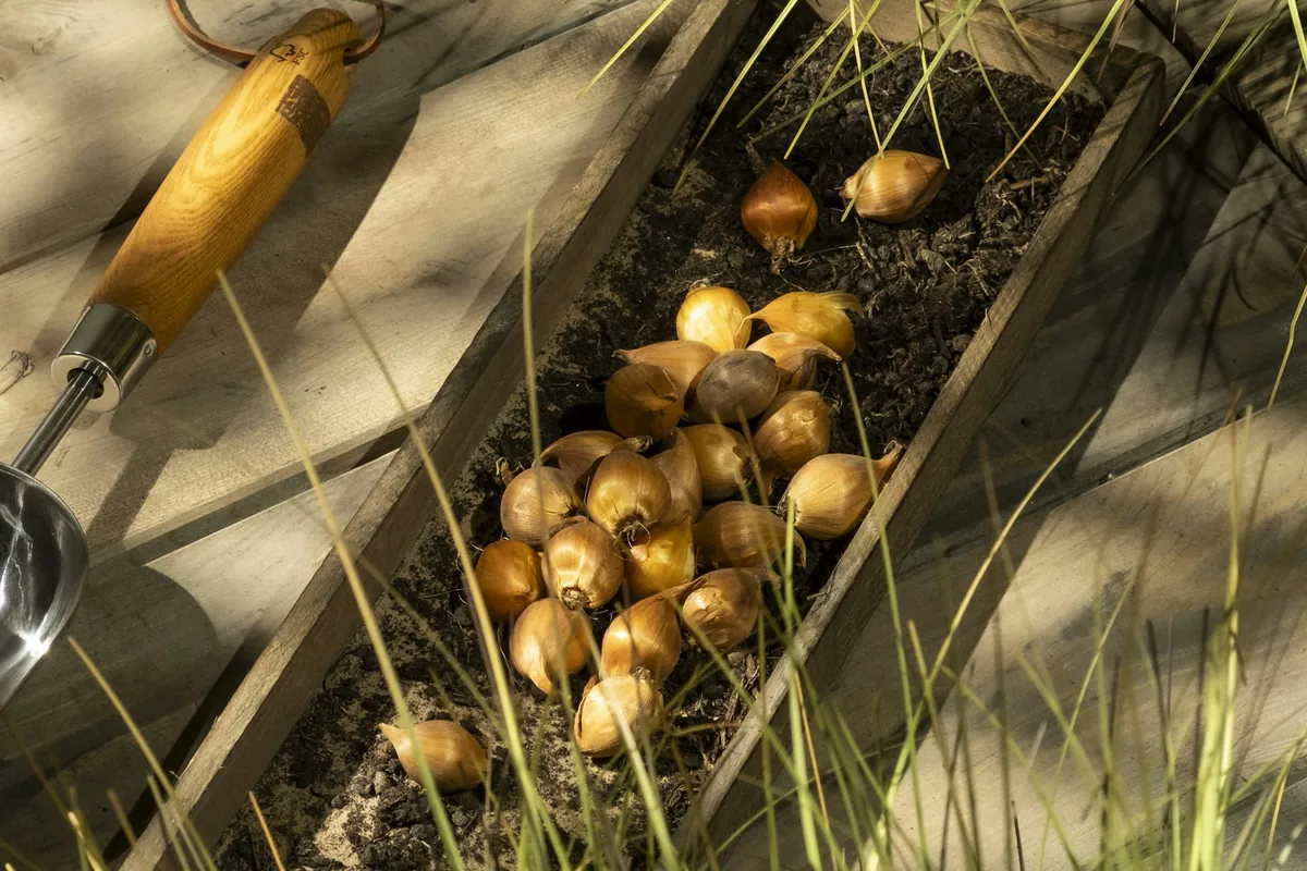 Tulip bulbs piled in a shallow wooden crate set in a garden bed, with a bulb planter beside it