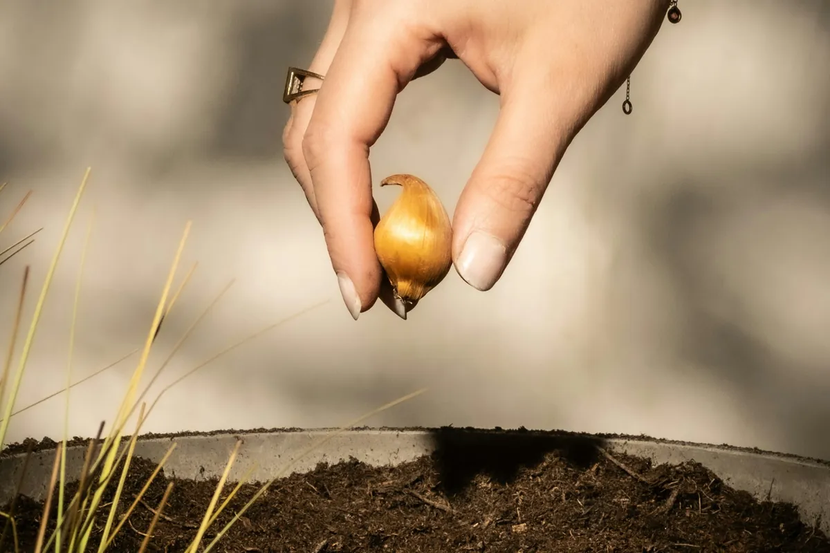 A hand holding a single tulip bulb, pointed end up, over a bed of dark soil