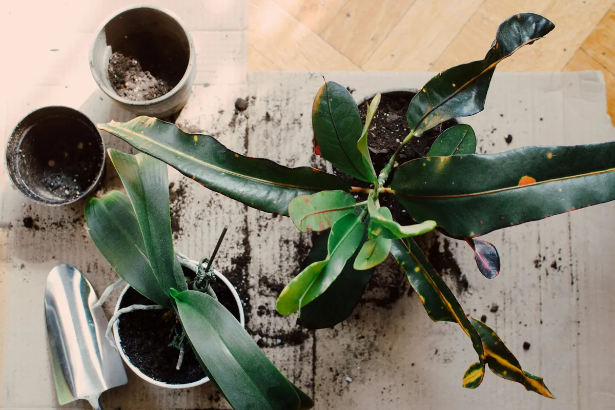 Overhead view of houseplants being repotted on a cardboard sheet, with spilled potting mix and a metal scoop