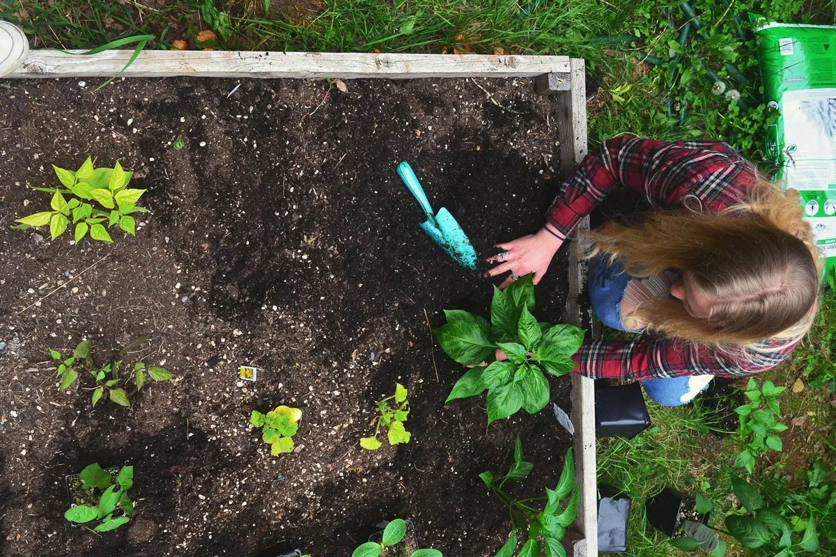 A raised bed of dark soil seen from above as a gardener sets in transplants, with a soil bag beside it