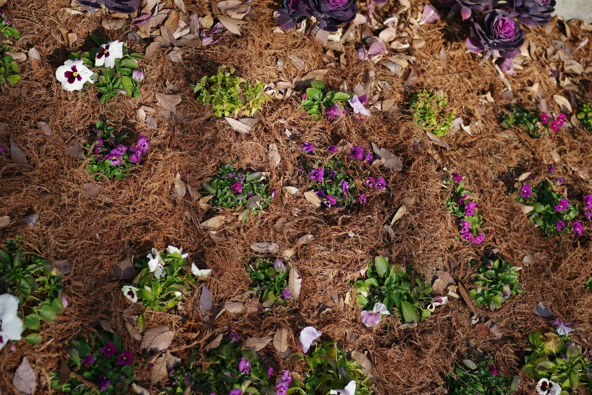 Pansies and ornamental cabbage planted through pine straw mulch and fallen leaves