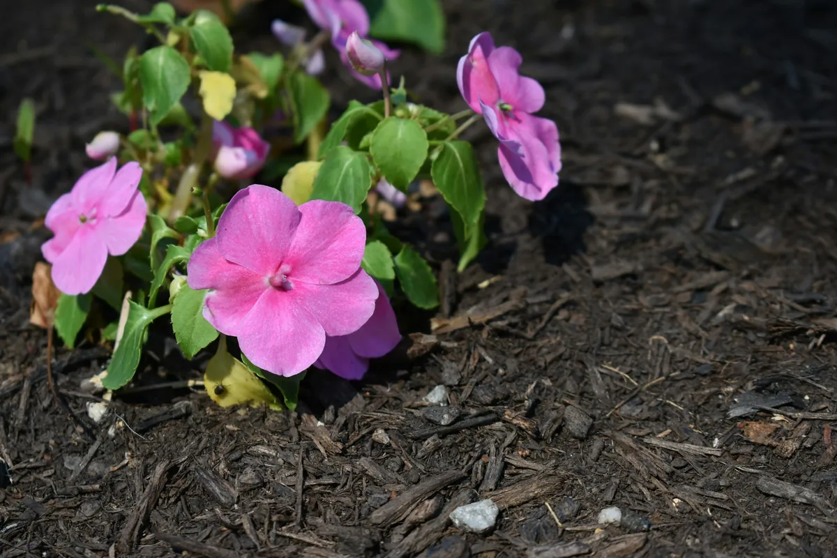 Pink impatiens growing through a layer of dark shredded bark mulch
