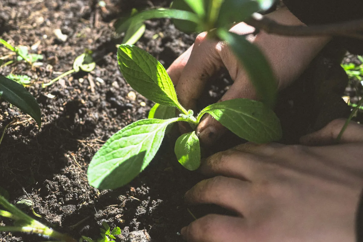 Hands firming soil around a young transplant in a dark garden bed