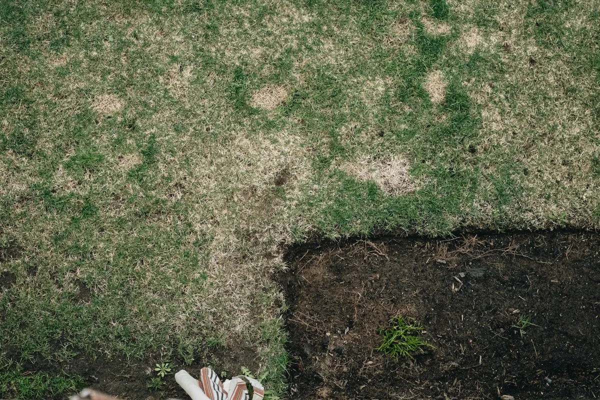 A lawn seen from above where a strip of sod has been cut away to bare soil for a new bed