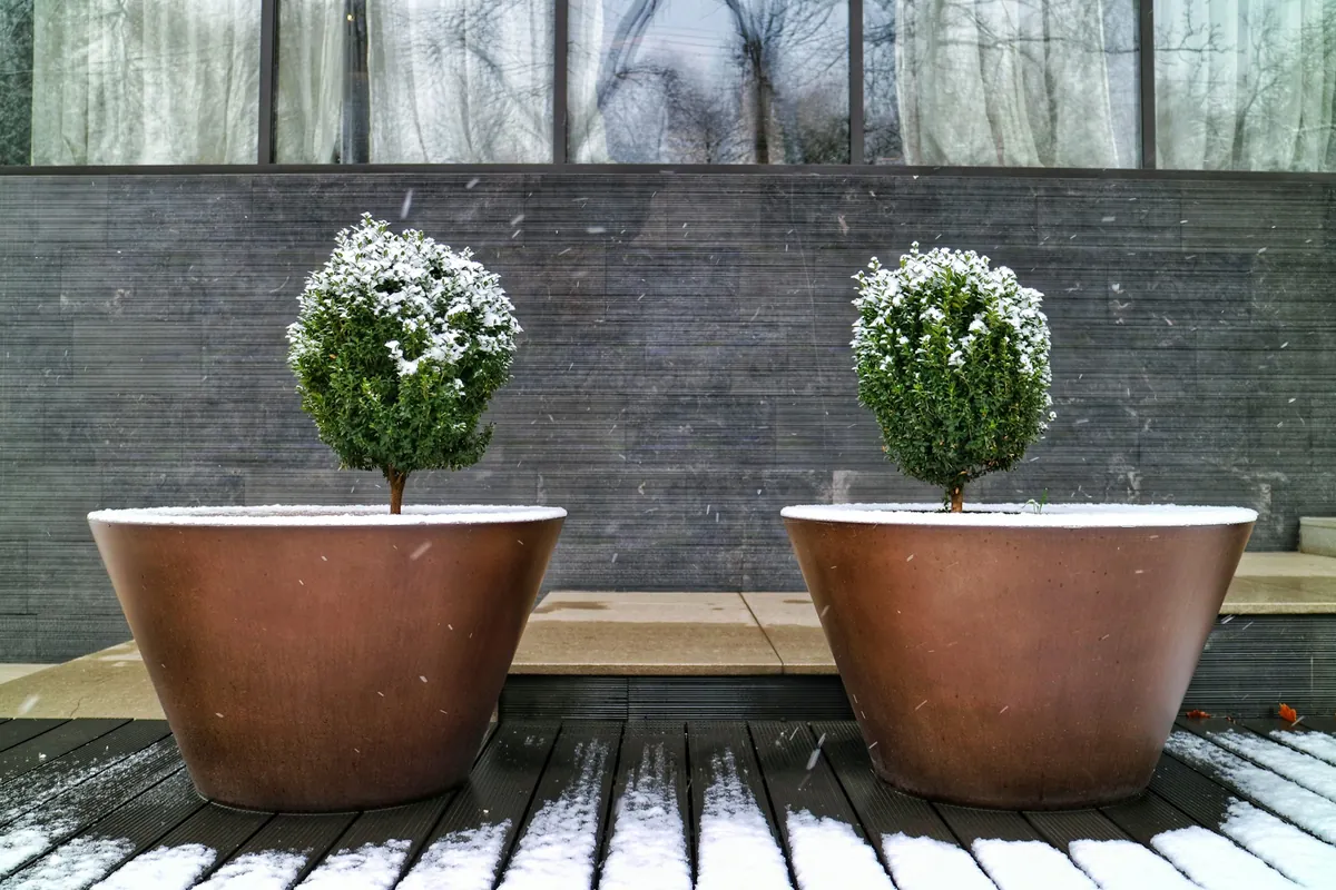 Two large pots of clipped boxwood dusted with snow on a wooden deck