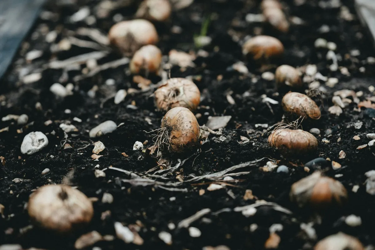 Bulbs set out on dark, gritty soil before they are covered