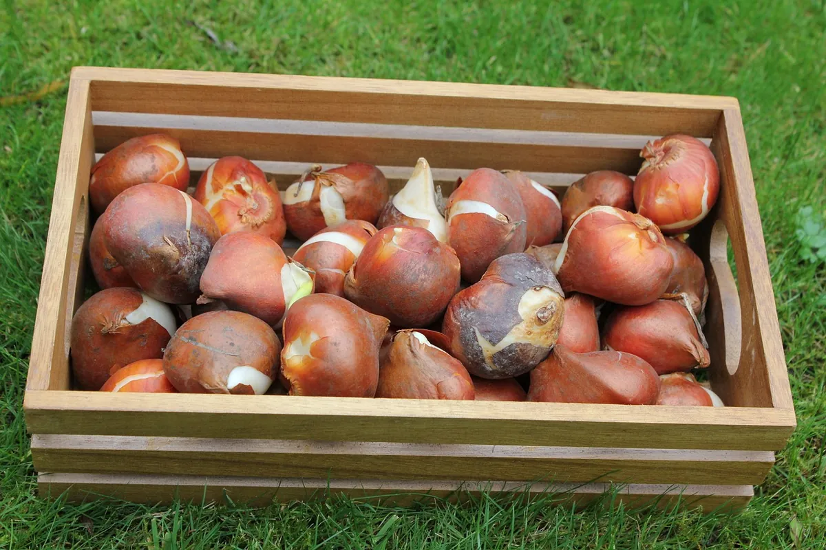 A wooden crate of tulip bulbs on a green lawn