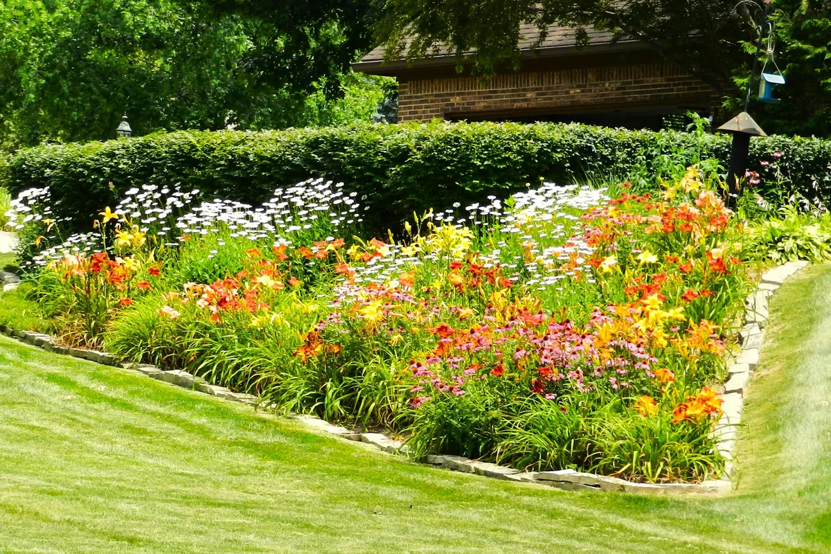 A stone-edged border of daylilies and coneflowers in a mown lawn in front of a brick house