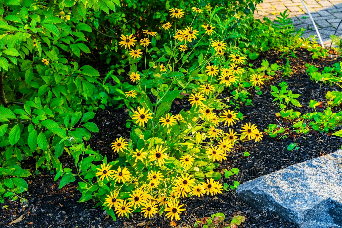 Black-eyed Susans and shrubs in a bed of dark shredded mulch beside a large stone
