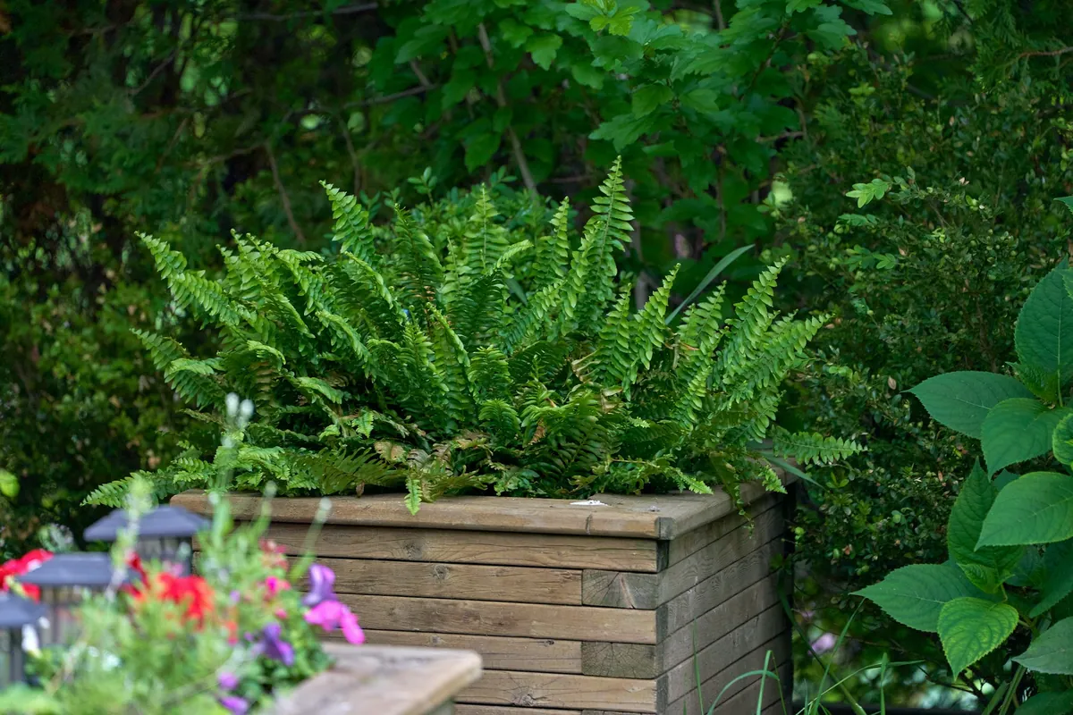 A tall wooden raised planter box filled with a fern in a shady garden