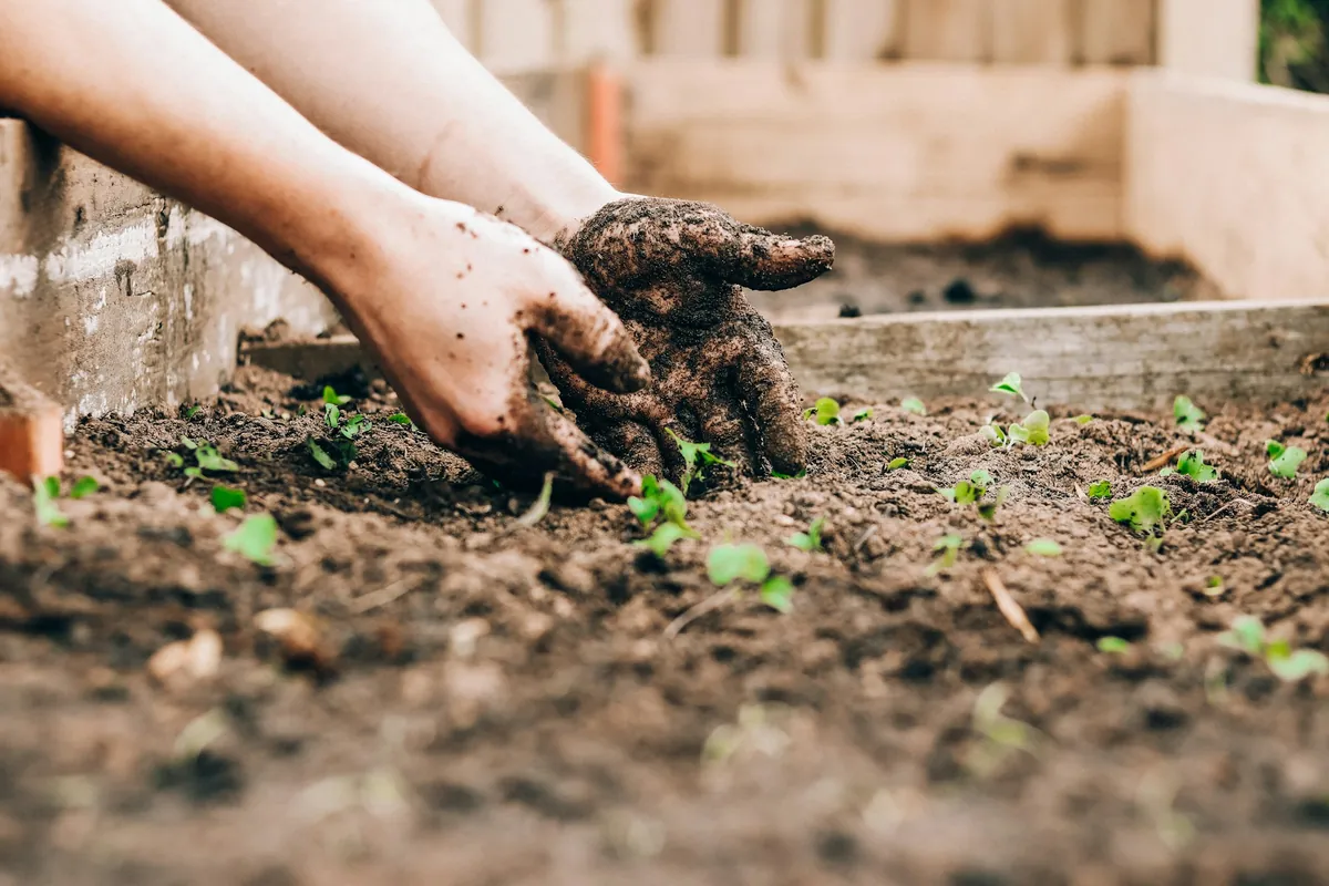 Soil-covered hands working the top layer of a wooden raised bed with small seedlings in it