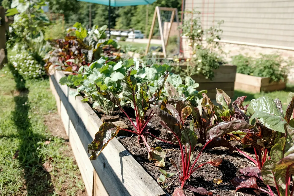A long wooden raised bed planted with chard and greens beside a lawn, with more beds and a house behind