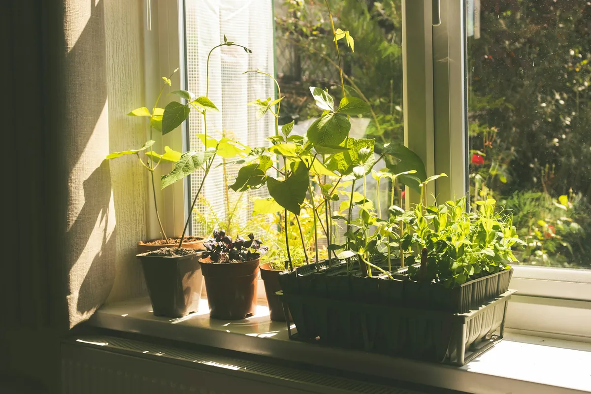 Seedlings in small pots and a tray on a sunny windowsill