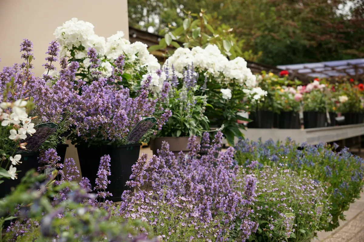Pots of lavender, catmint and white phlox on garden center benches