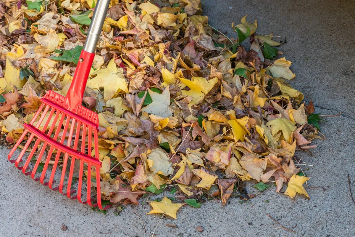 A red leaf rake pulling a pile of yellow fall leaves across a concrete drive