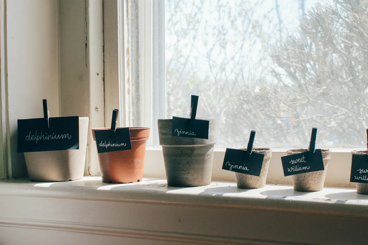 Small pots on a sunny windowsill, each with a black chalk label naming the plant