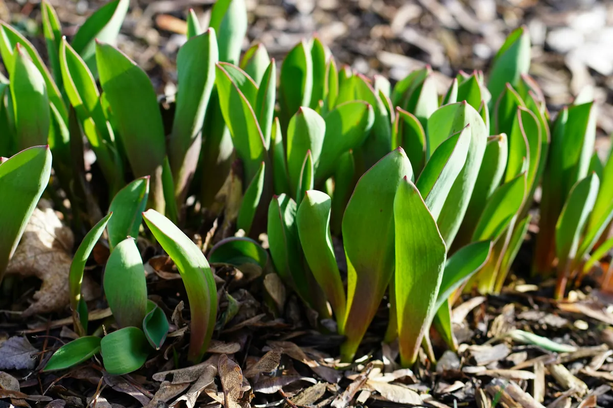 Tulip shoots pushing up through leaf mulch in early spring