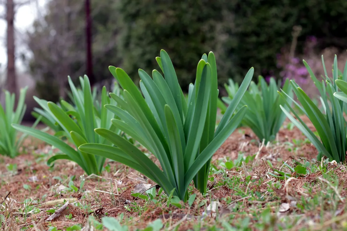 Clumps of bulb leaves coming up through pine straw mulch in late winter