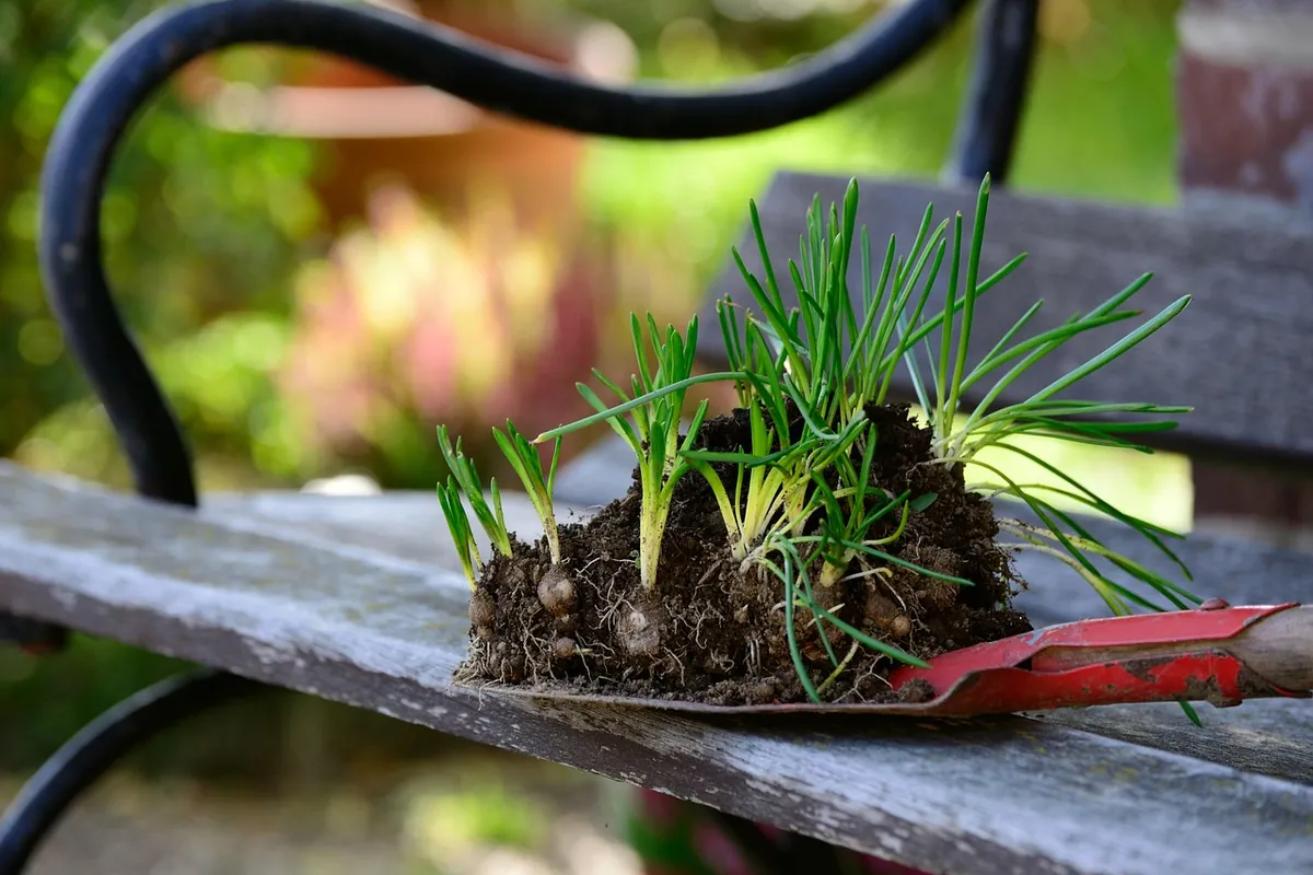 Sprouting bulbs in a clump of soil on a red trowel, set on an old garden bench