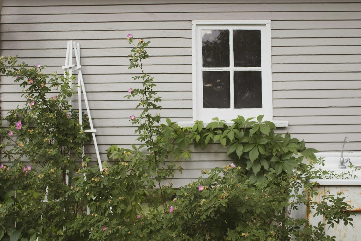 A climbing rose on a white trellis against a gray clapboard house wall below a window